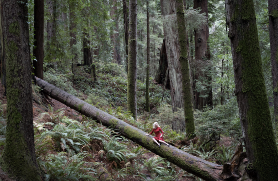 Forest (print only no frame)